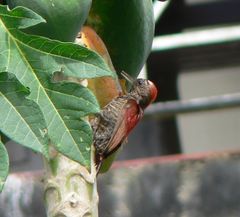 Dryobates sanguineus