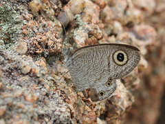 Ypthima striata