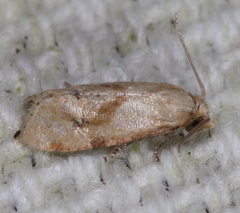 Platphalonidia magdalenae