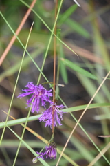 Vernonia blodgettii