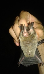 Gardnerycteris crenulatum