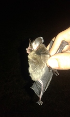 Gardnerycteris crenulatum