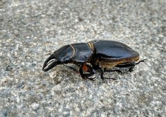Lucanus barbarossa