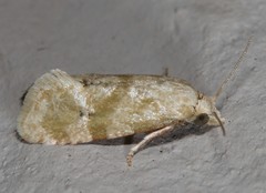Platphalonidia magdalenae