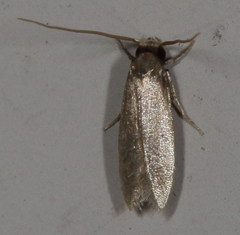 Phaeoses sabinella