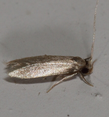 Phaeoses sabinella