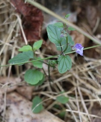 Scutellaria saxatilis