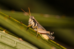Melanoplus bispinosus