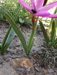 Hesperantha pauciflora