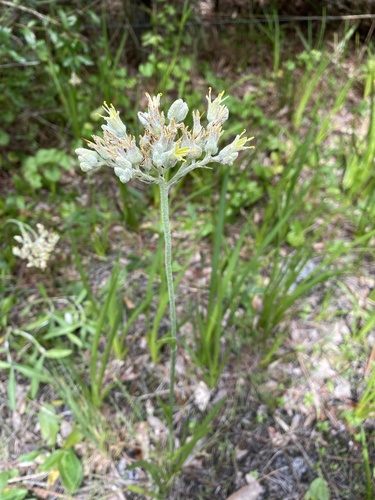 Lachnanthes caroliniana image