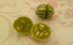 Cucumis myriocarpus