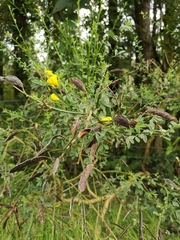 Cytisus scoparius
