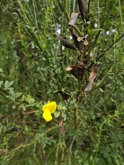 Cytisus scoparius