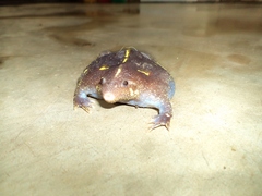 Rhinophrynus dorsalis