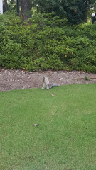 Sciurus carolinensis