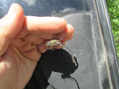 Somatochlora franklini