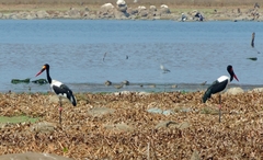 Ephippiorhynchus senegalensis