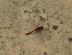 Sympetrum sanguineum