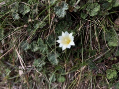Gentiana scabrida