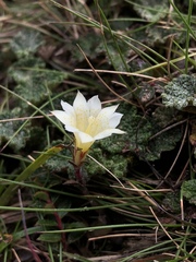 Gentiana scabrida