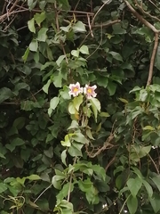Bignonia potosina