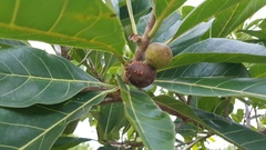 Ficus obtusifolia