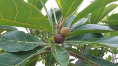 Ficus obtusifolia