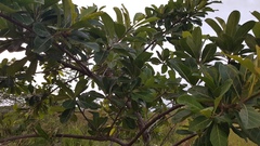 Ficus obtusifolia