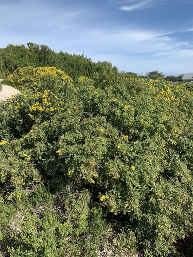 Bitou Flower Bietou (Crib POint Flora Records ) · iNaturalist