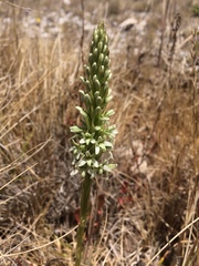 Platanthera elegans elegans
