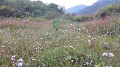 Persicaria senticosa