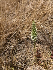 Platanthera elegans elegans