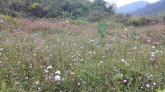 Persicaria senticosa