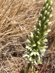 Platanthera elegans elegans