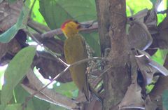 Piculus flavigula