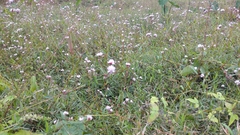 Persicaria senticosa