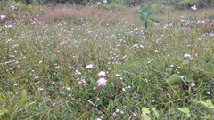 Persicaria senticosa
