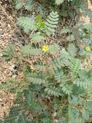 Tribulus terrestris