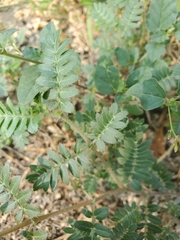 Tribulus terrestris