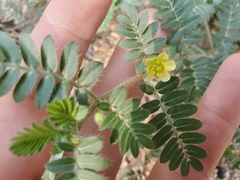Tribulus terrestris