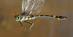 Macromia daimoji
