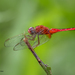 Scarlet Skimmer - Photo (c) Anil Kumar Verma, some rights reserved (CC BY-NC), uploaded by Anil Kumar Verma