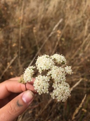 Perideridia kelloggii