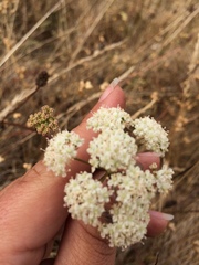 Perideridia kelloggii