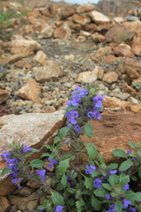 Dracocephalum olchonense