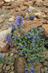 Dracocephalum olchonense