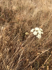 Perideridia kelloggii