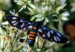 Amata tomasina