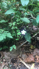Geranium robertianum