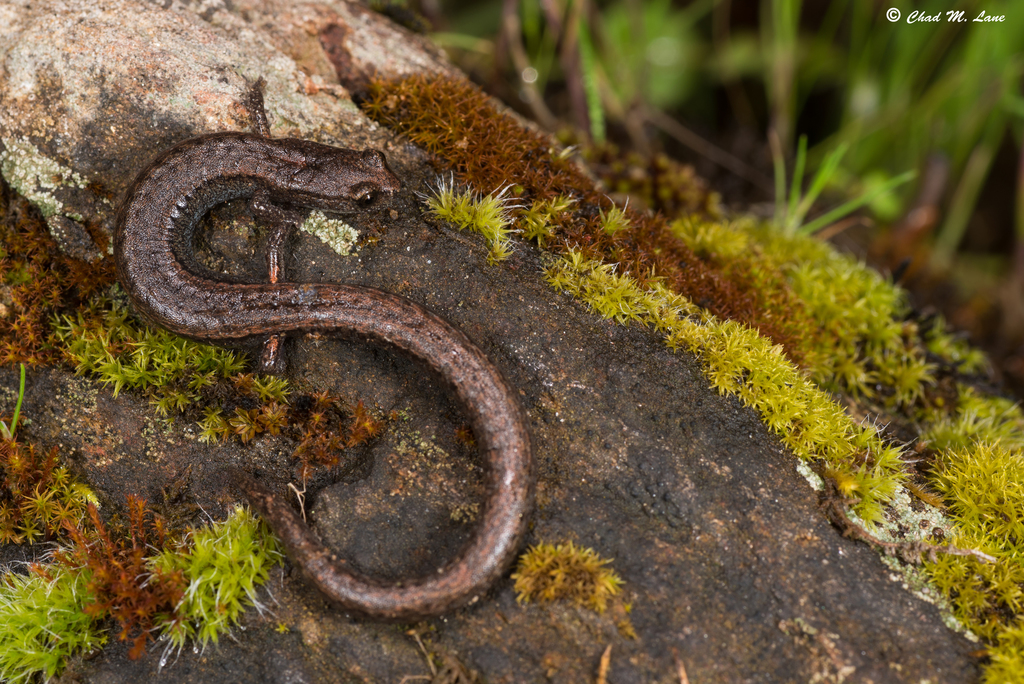 Kings River Slender Salamander